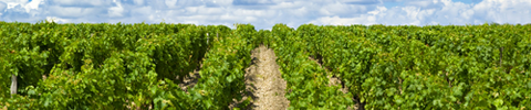 Vineyard in Bordeaux