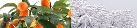 Kumquat and snow
