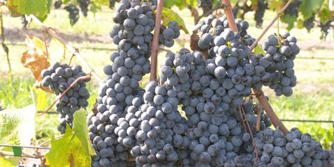 Shiraz - druen med de mange ansigter