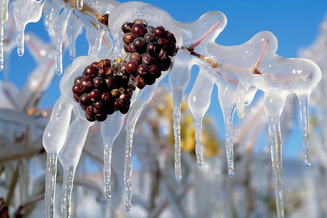 Icewine - En lækkerbisken for den søde tand